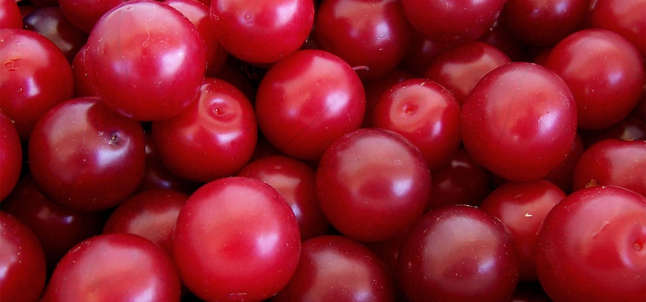 Рецепт домашних наливок из алычи